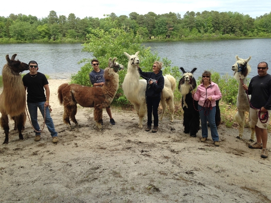 060315_Kossak DeGroot_IMG_3710 Llama Walk Kossak Degroot