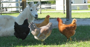 Eduardo and Chickens