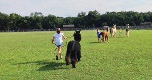 Llama Walk with O'Malleys