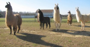 Second Wind Llamas